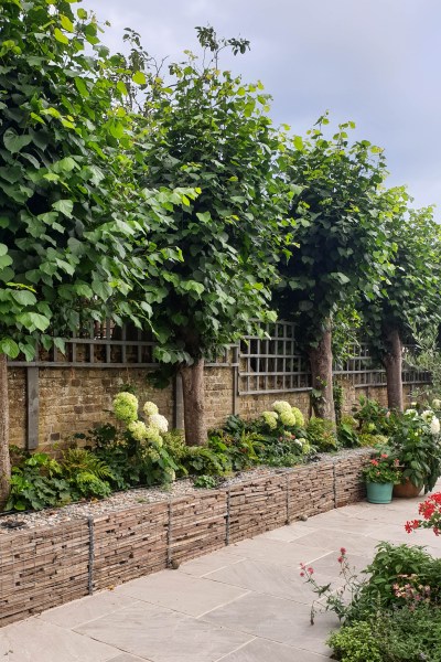 Growing hydrangeas in gabions