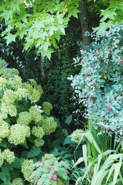 Beautiful leaves for the September garden