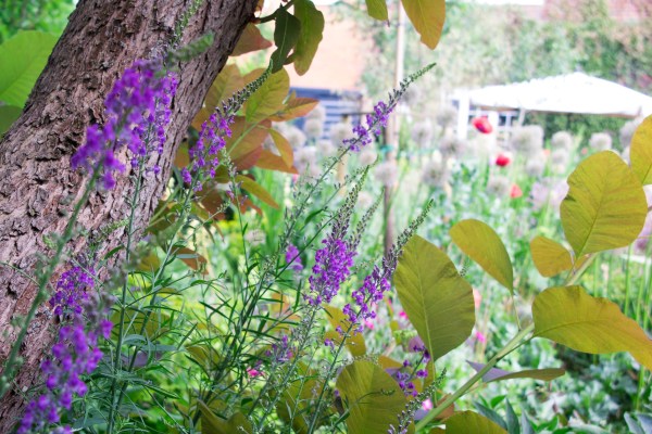 Purple loosestrife in the garden