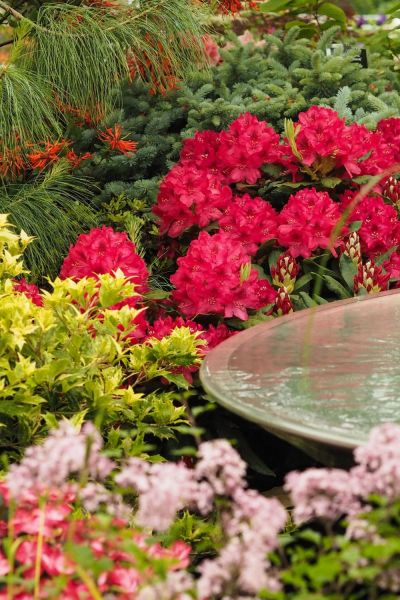 Rhododendrons with azaleas and conifers