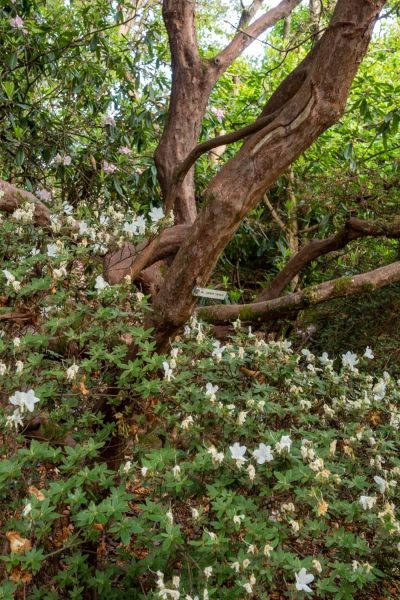 Scented rhododendrons