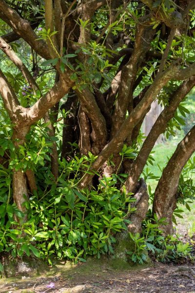 Cutting back rhododendrons