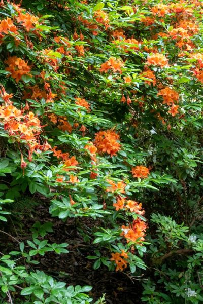 When to prune rhododendrons