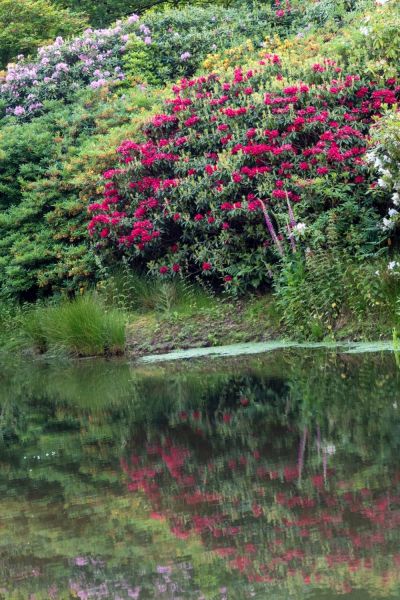 Rhododendron reflected in the lake