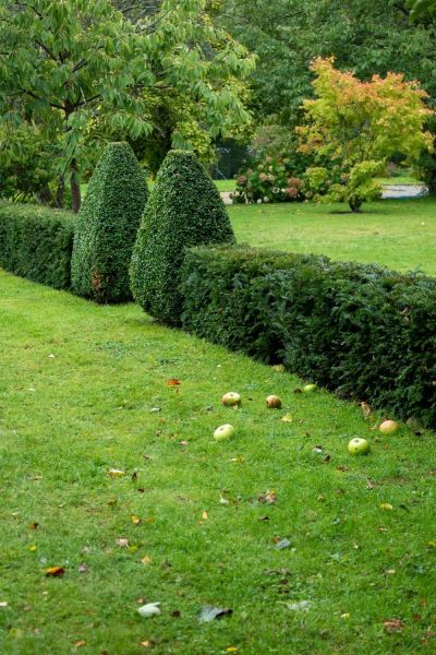 low yew hedge