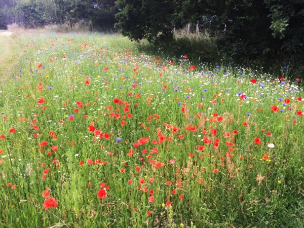 Annual meadow garden plants are different from perennial meadow gardens.