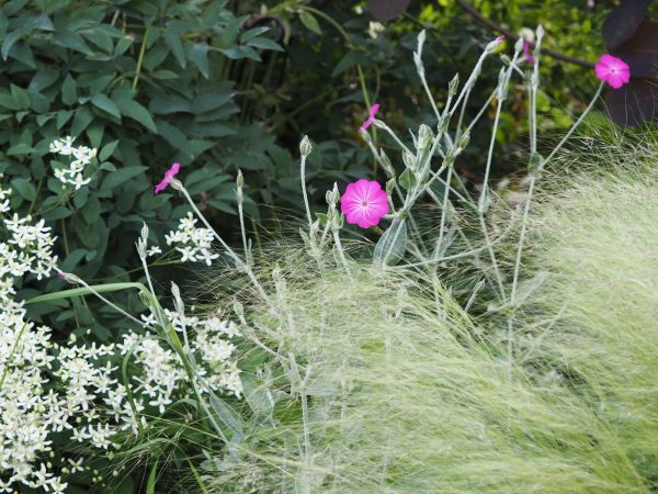 Lychnis coronaria self-seeds vigorously