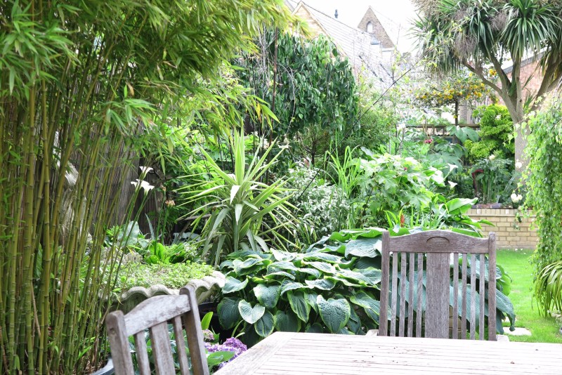 Cordyline and bamboo in a narrow town garden