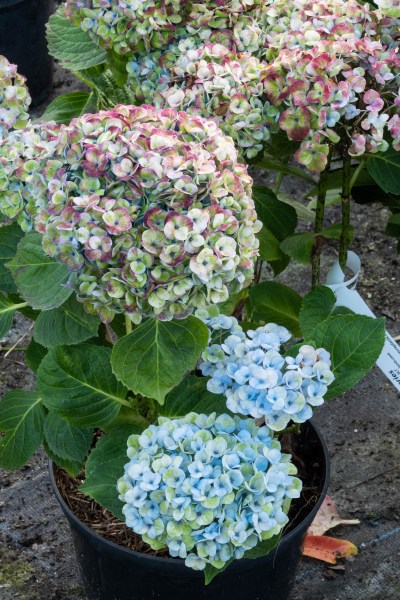 Magical Amethyst hydrangea