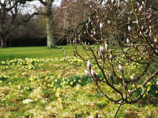 Magnolia at Doddington Place