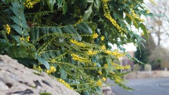 Mahonia pruning comparison