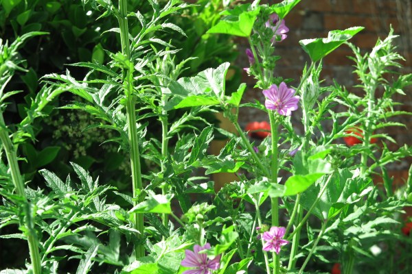 Wild mallow