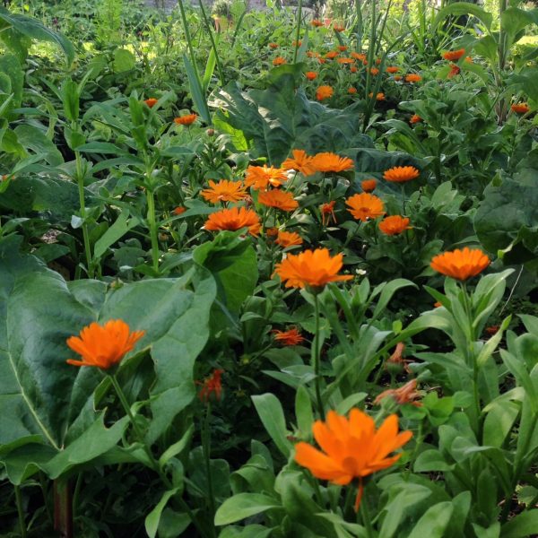 Marigolds in the veg patch