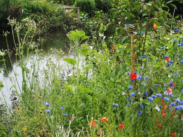 Meadow planting for wildlife