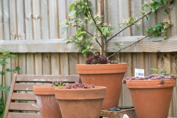 Terracotta pots