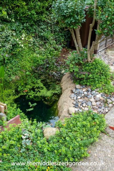 mini pond dug into garden