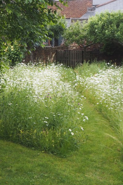 How to create a wildflower meadow in a small garden or backyard 