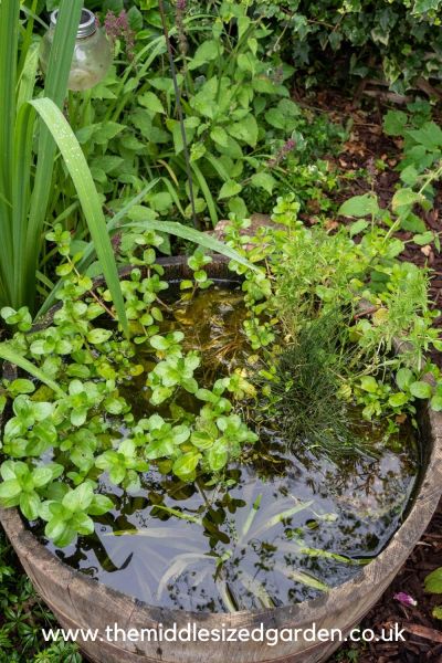 Mini ponds in a barrel