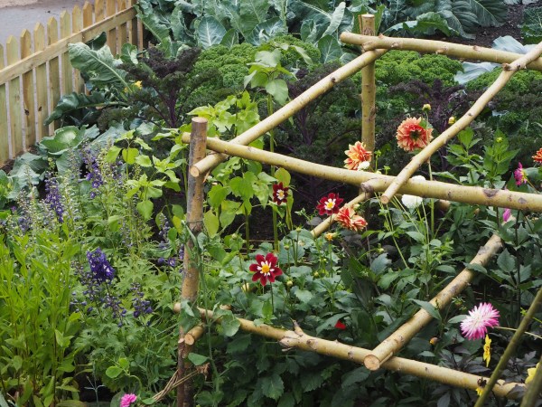 Annual flowers and vegetables growing together