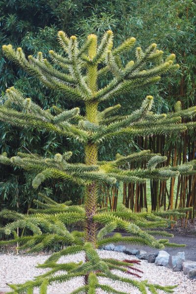 Monkey puzzle tree