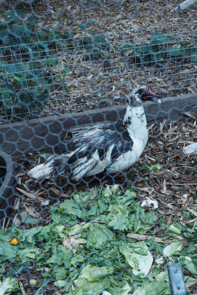 Feed leftovers to hens and ducks #sustainableliving #garden