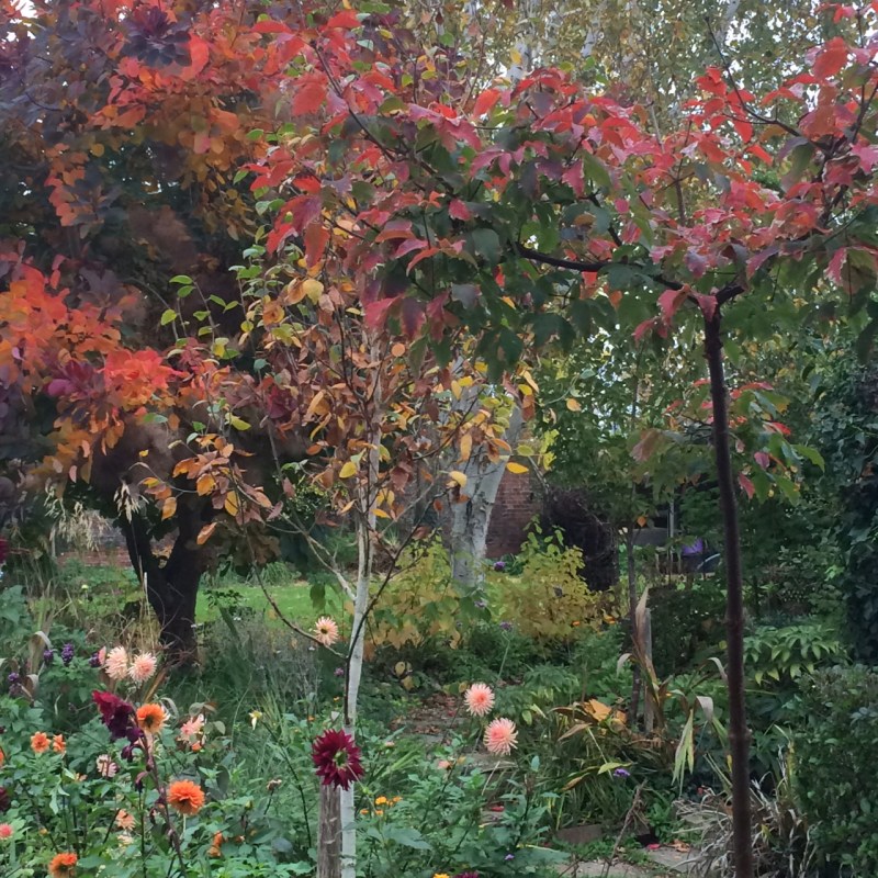 Acer griseum is considered to be the most beautiful garden tree.