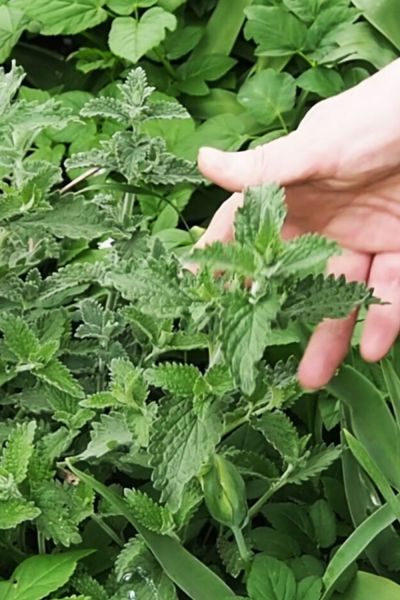 Dividing perennials