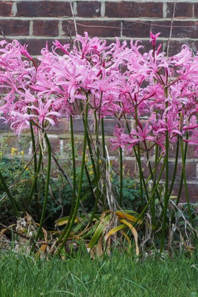 Nerines for pink autumn garden colour