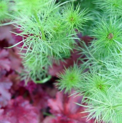 Nigella foliage with red heuchera