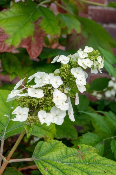 oak leafed hydrangea