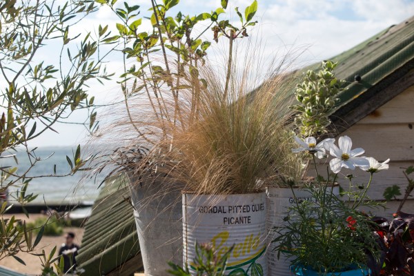 Use recycled pots in a seaside garden