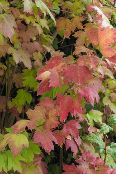 Guelder rose for autumn colour