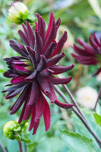 Dahlias for autumn garden colour