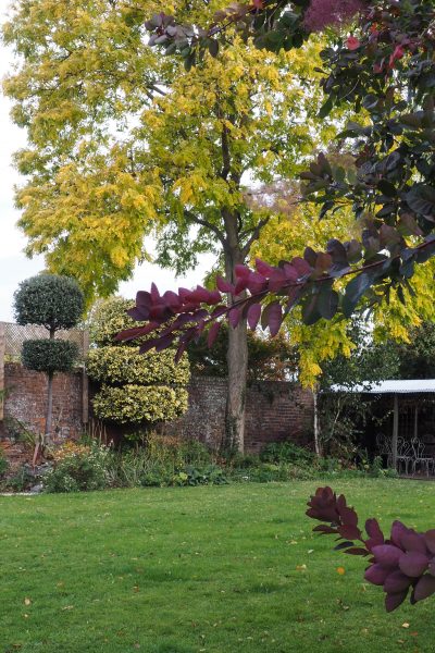 Trees for autumn garden colour