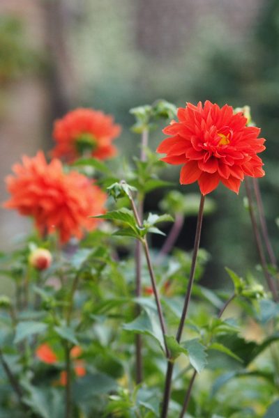 Unknown orange dahlia in the Middlesized Garden