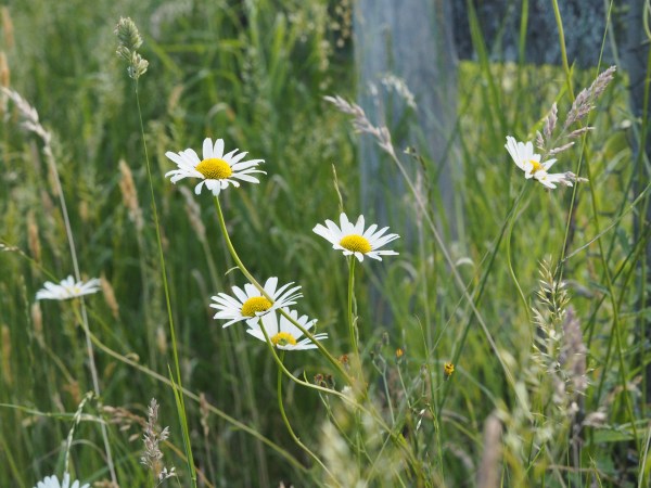 Plug plants combine with self-seeded wild flowers to create a mini meadow