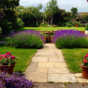 lavender on the parterre