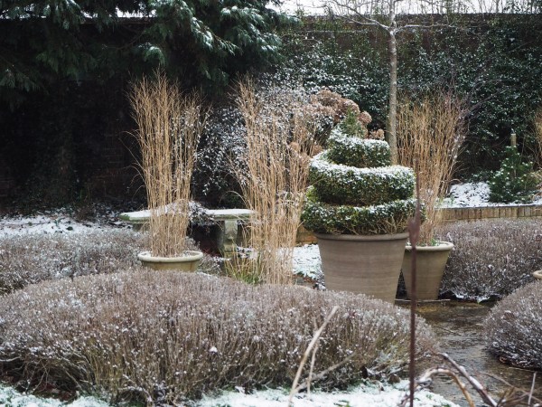 Winter damage in lavender