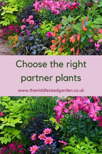 Dahlias and other plants in pots