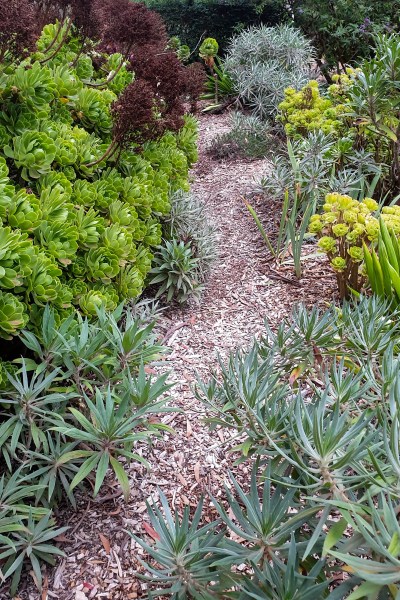 Path through the dry garden