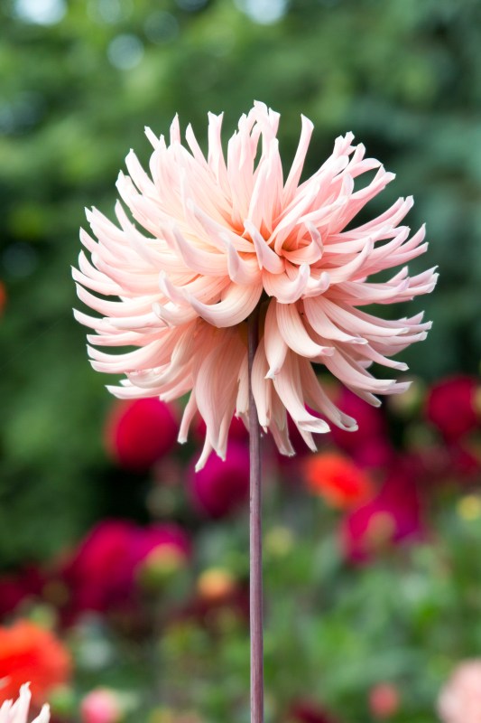 Don't dig up dahlias - Henriette has survived three years without being dug up.