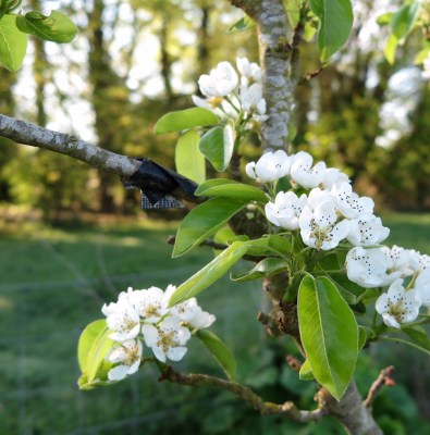 Pear blossom in spring