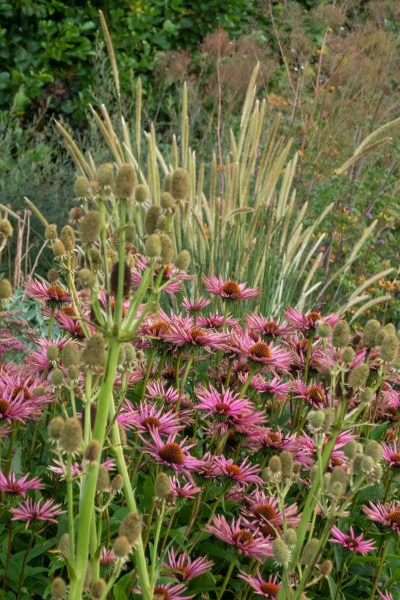 Unknown echinacea and pennisetum