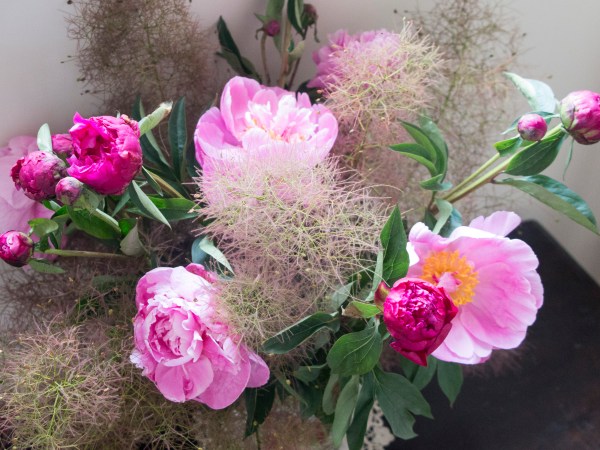 Cotinus and peonies