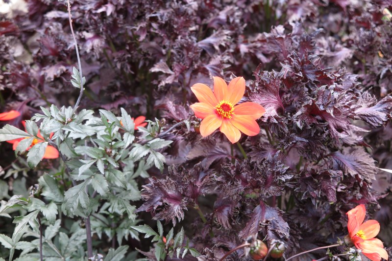 Ideas for dahlias with veggies