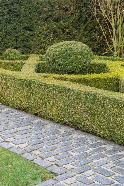 Topiary knot garden