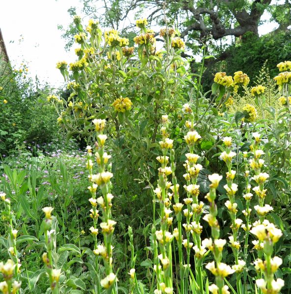 Phlomis and sisyrinchium