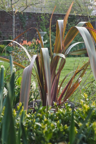 Phormium Joker in pots