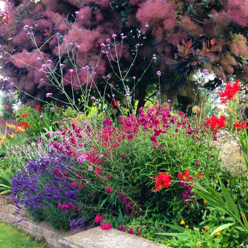 Penstemons and crocosmia