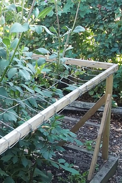 How to support flowers for cutting